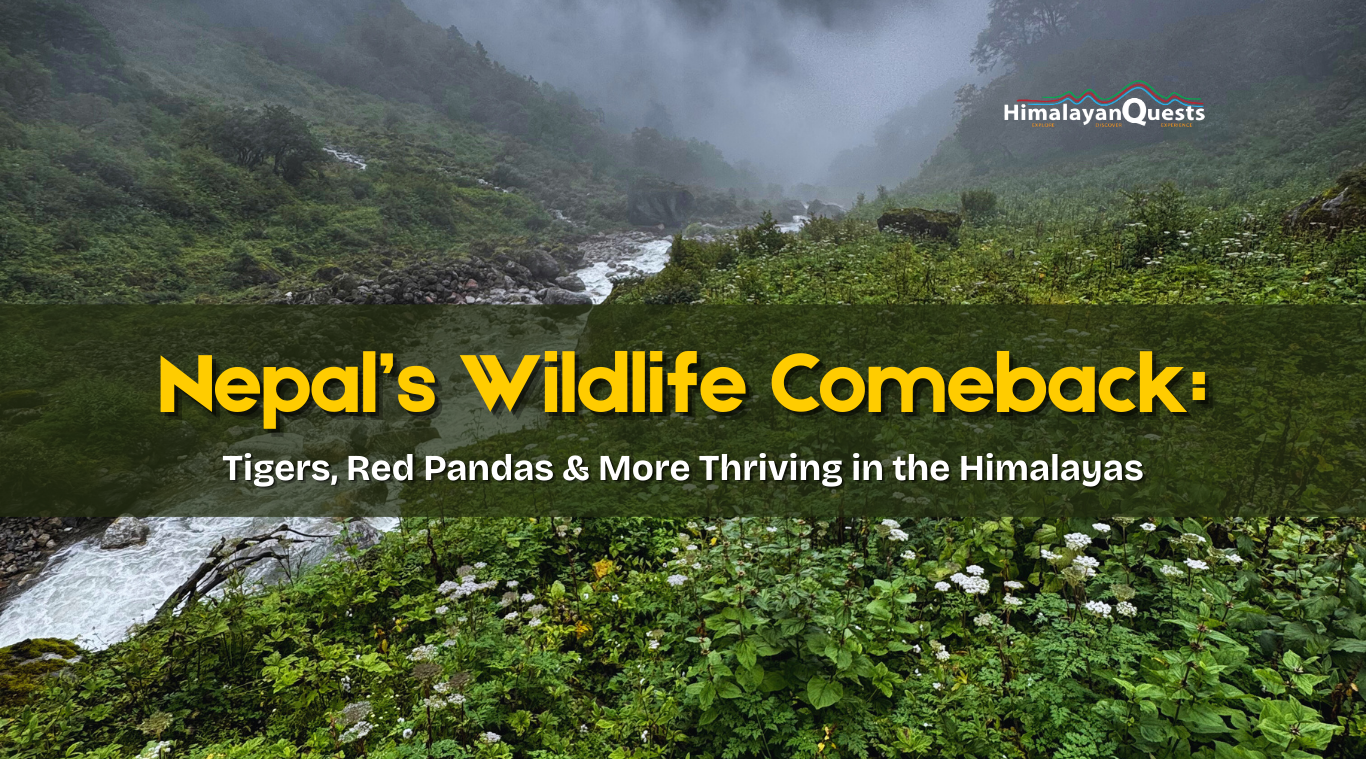 Nepal’s Journey in Wildlife Conservation: Tigers, Red Pandas, Vultures and more
